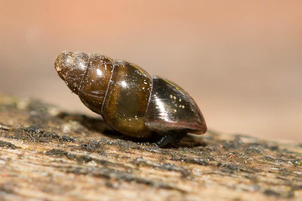 Brillante commune Cochlicopa lubrica (O.F. Müller, 1774)