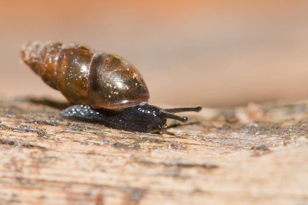 Brillante commune Cochlicopa lubrica (O.F. Müller, 1774)