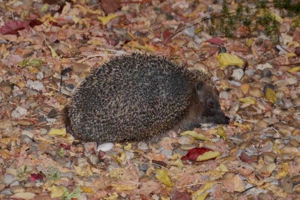 Hérisson d'Europe Erinaceus europaeus europaeus Linnaeus, 1758