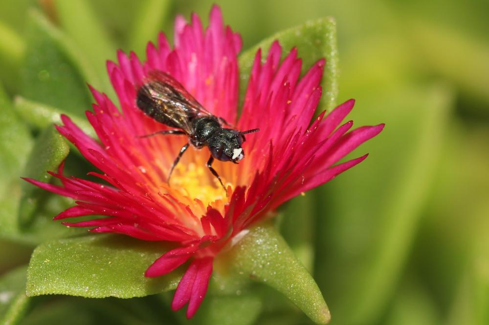 Ceratine commune Ceratina cucurbitina (Rossi, 1792)