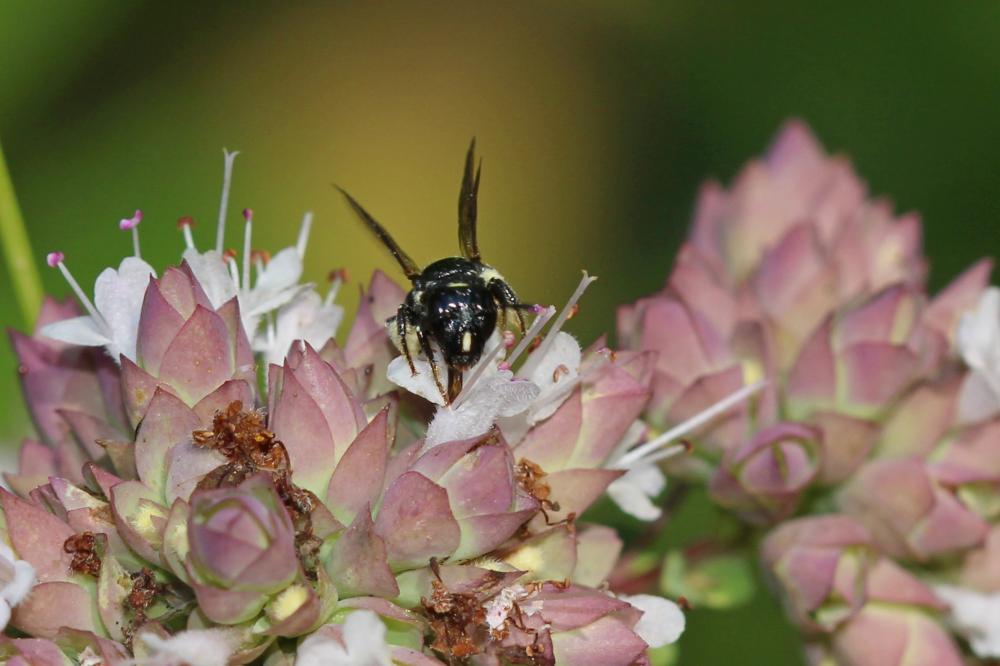 Ceratine commune Ceratina cucurbitina (Rossi, 1792)