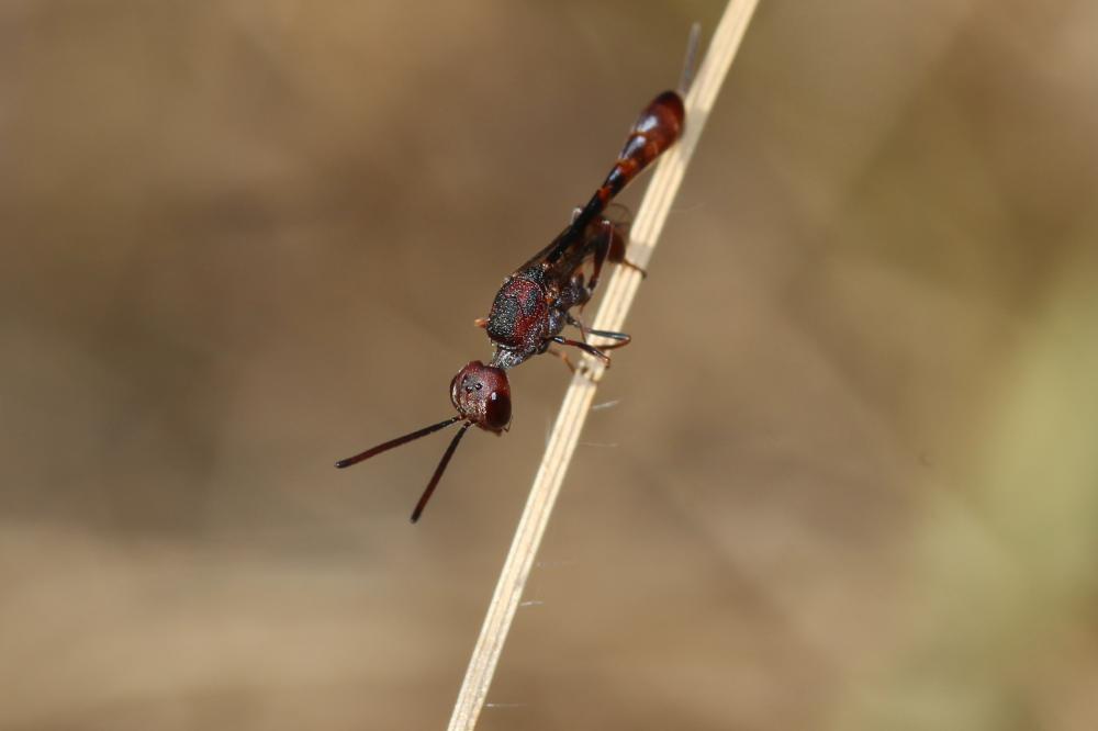  Gasteruption hastator (Fabricius, 1804)