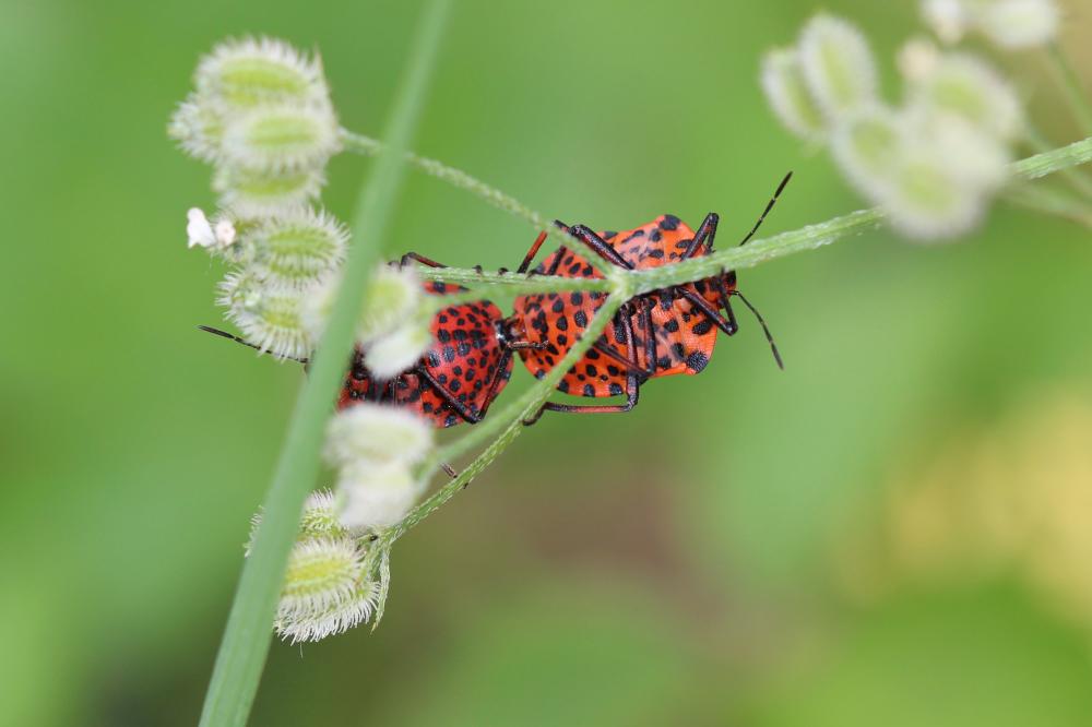Punaise arlequin Graphosoma italicum (O.F. Müller, 1766)