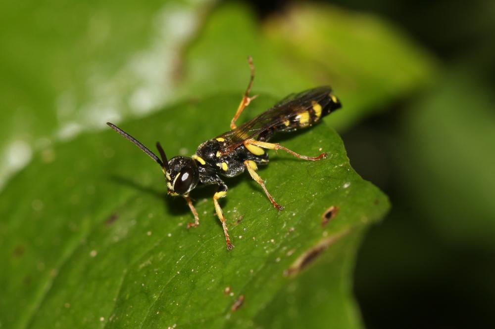 Mellinus arvensis (Linnaeus, 1758)
