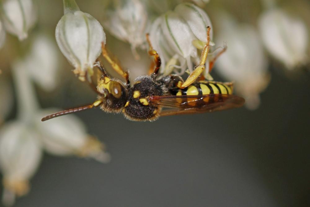 Nomada Scopoli, 1770