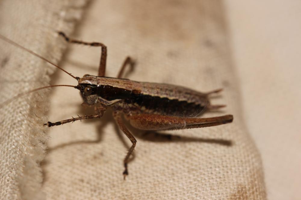 Decticelle frêle Yersinella raymondii (Yersin, 1860)