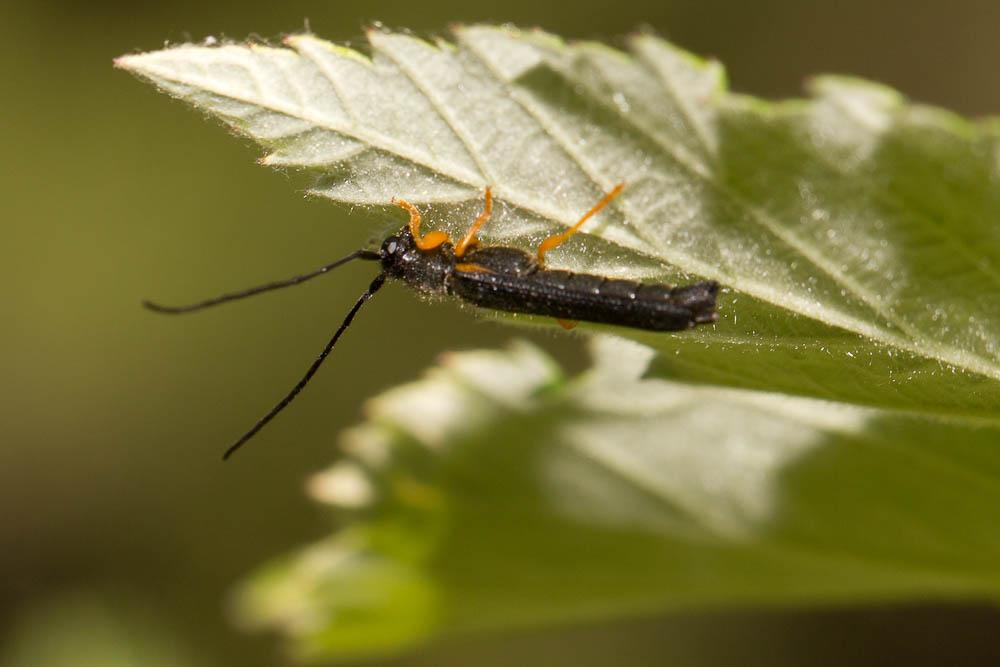 Oberea linearis (Linnaeus, 1758)