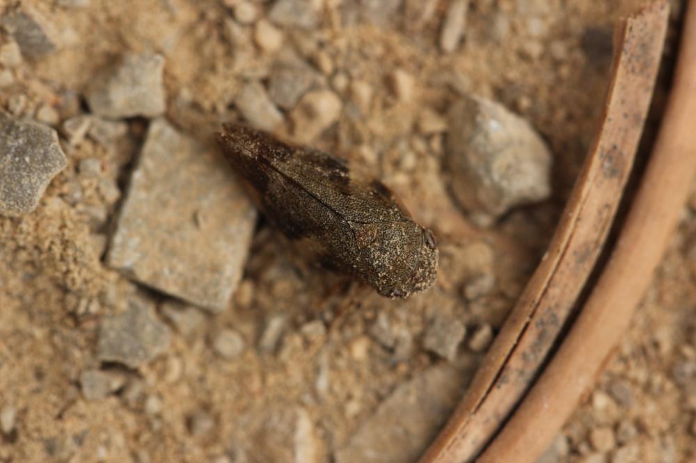 Aphrophora alni (Fallén, 1805)