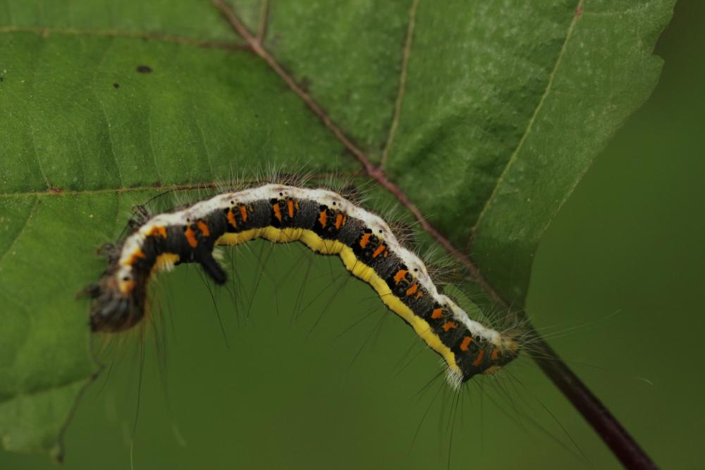 Psi (Le) Acronicta psi (Linnaeus, 1758)