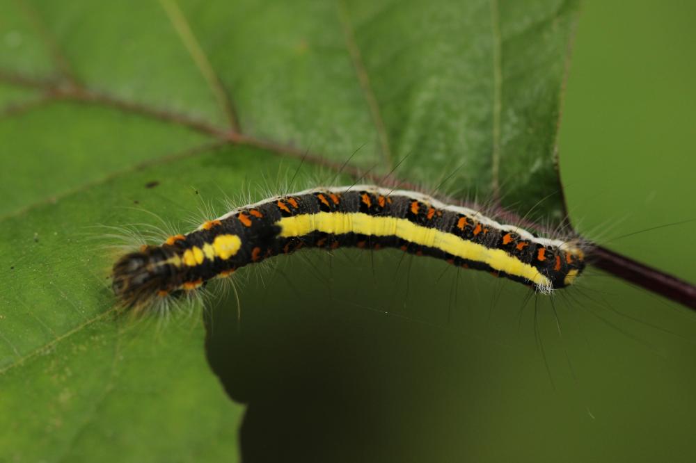 Psi (Le) Acronicta psi (Linnaeus, 1758)