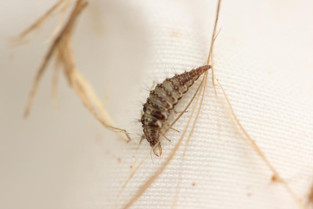  Chrysopidae Schneider, 1851