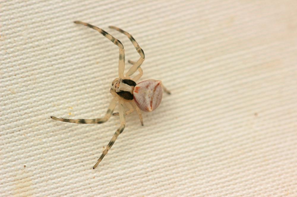 Thomise replet Thomisus onustus Walckenaer, 1805