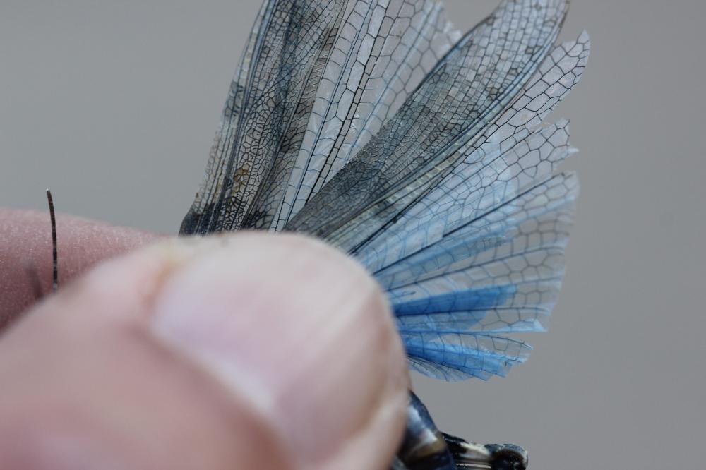  Sphingonotus Fieber, 1853
