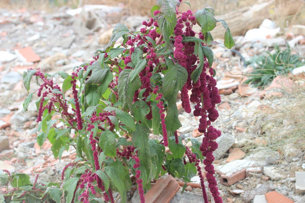 Amarante queue-de-renard, Blé des Incas, Queue-de- Amaranthus caudatus L., 1753