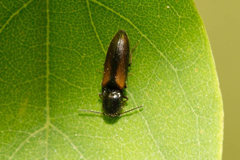 Idolus picipennis (Bach, 1852)