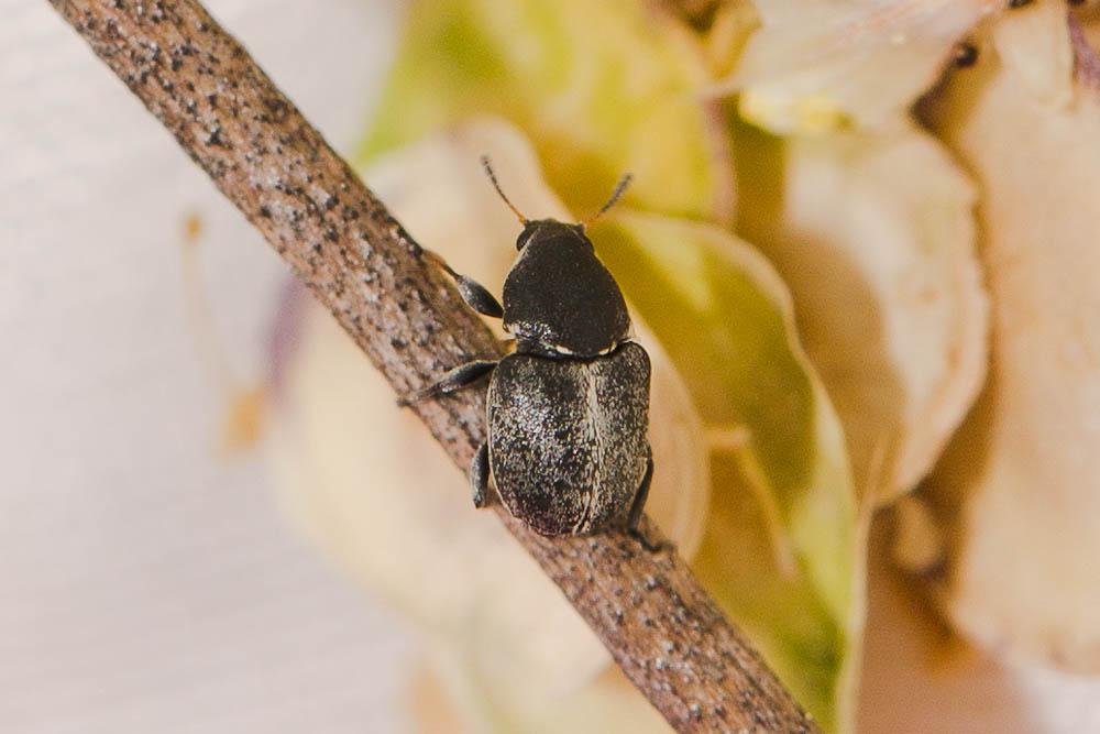  Bruchela suturalis (Fabricius, 1792)