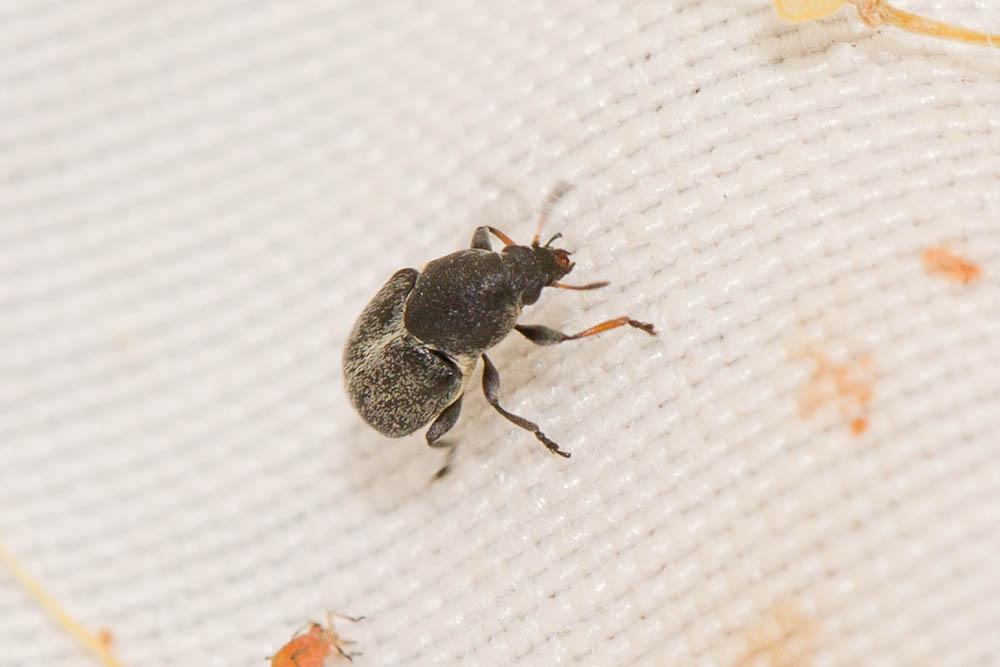 Le  Bruchela suturalis (Fabricius, 1792)