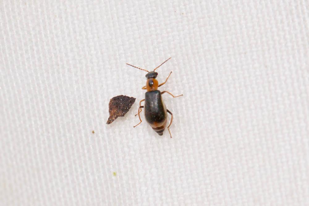  Attalus amictus (Erichson, 1840)