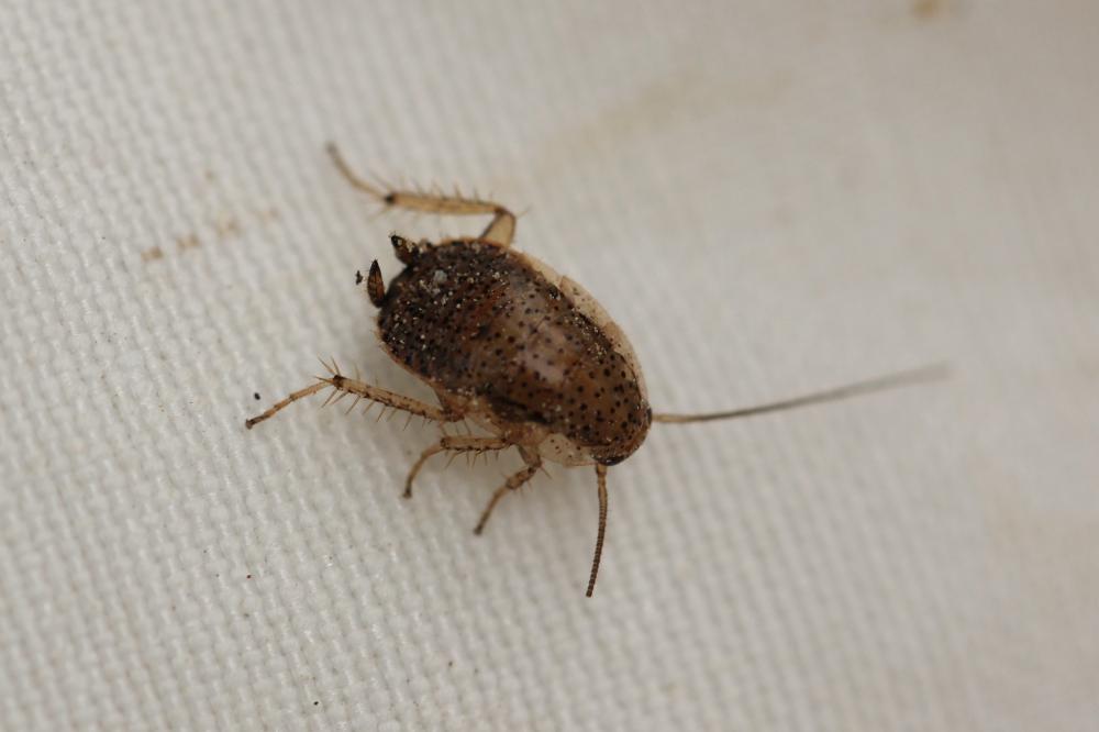 Ectobius pallidus (Olivier, 1789)