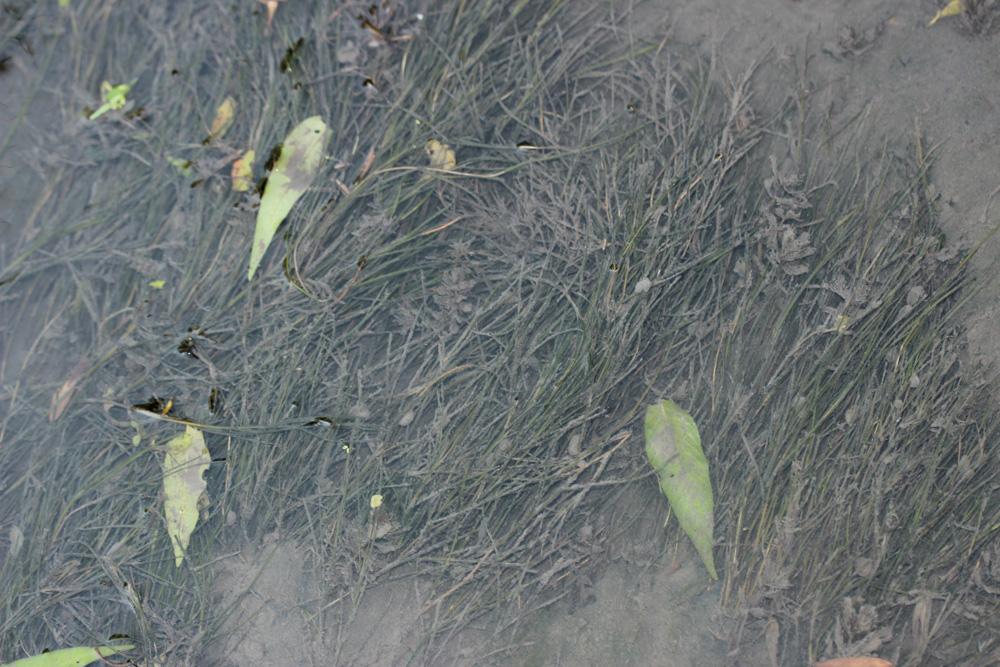 Potamot de Suisse Stuckenia pectinata (L.) Börner, 1912