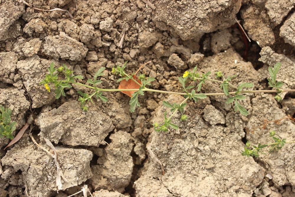 Potentille couchée Potentilla supina L., 1753