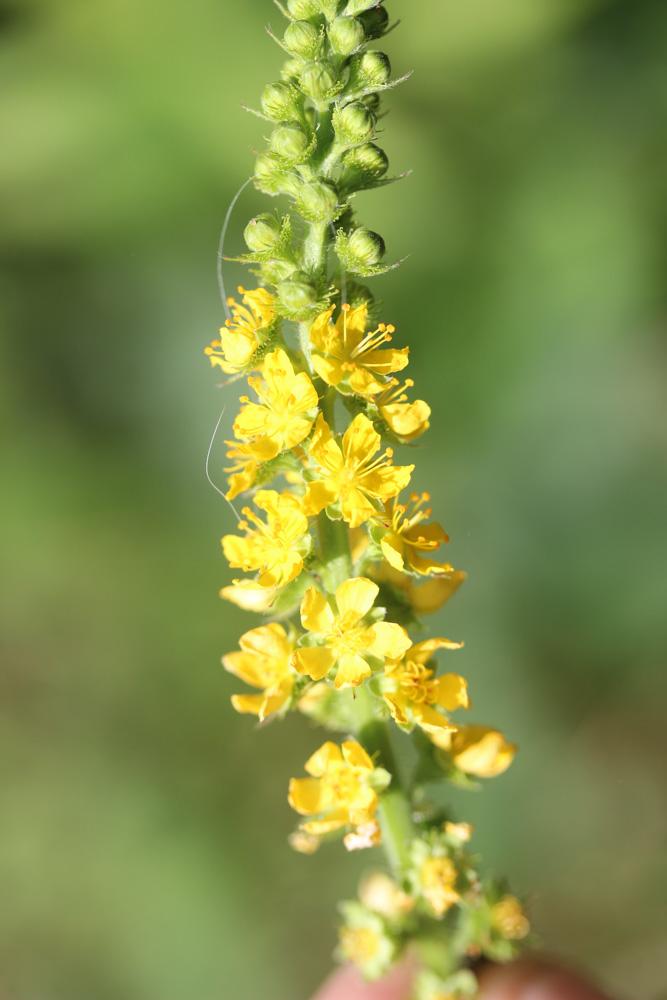 Aigremoine élevée, Aigremoine odorante Agrimonia procera Wallr., 1840