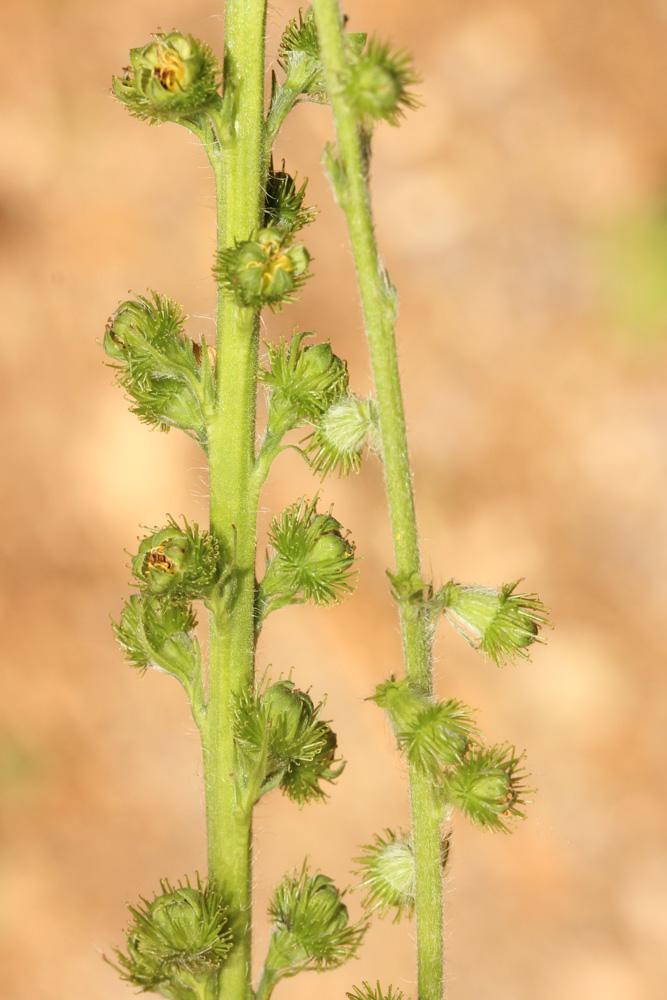 Aigremoine élevée, Aigremoine odorante Agrimonia procera Wallr., 1840