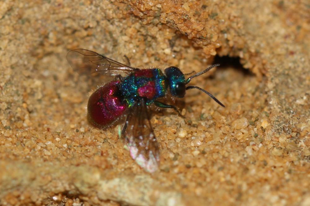  Chrysis Linnaeus, 1760