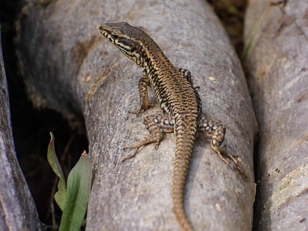 Lézard catalan Podarcis liolepis (Boulenger, 1905)