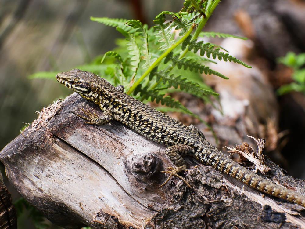Lézard catalan Podarcis liolepis (Boulenger, 1905)