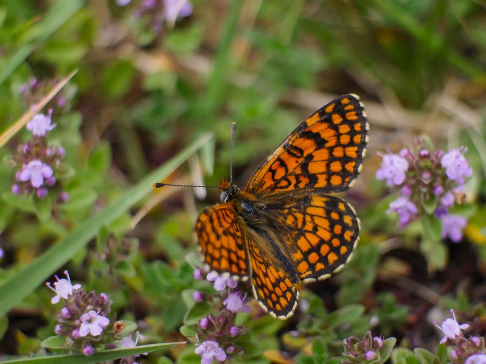 Mélitée du Mélampyre (La), Damier Athalie (Le) Melitaea athalia (Rottemburg, 1775)