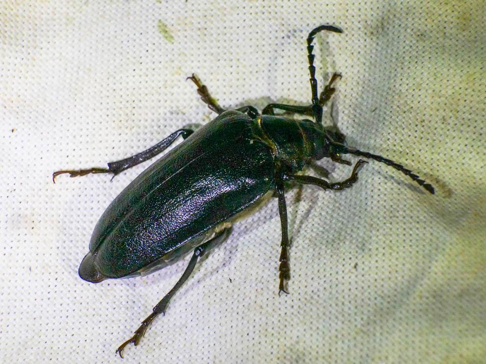 Prionus coriarius (Linnaeus, 1758)