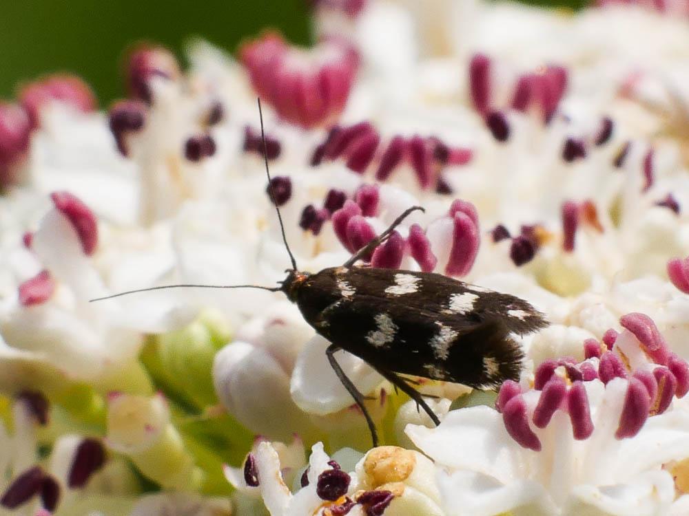 Scythris scopolella (Linnaeus, 1767)