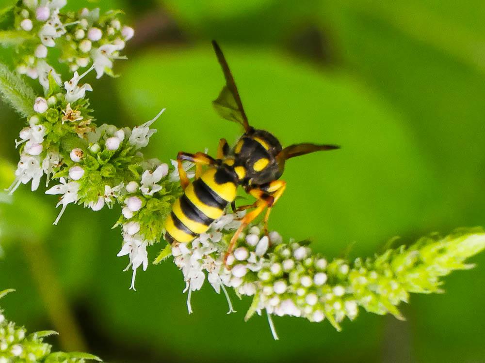Cerceris flavilabris (Fabricius, 1793)