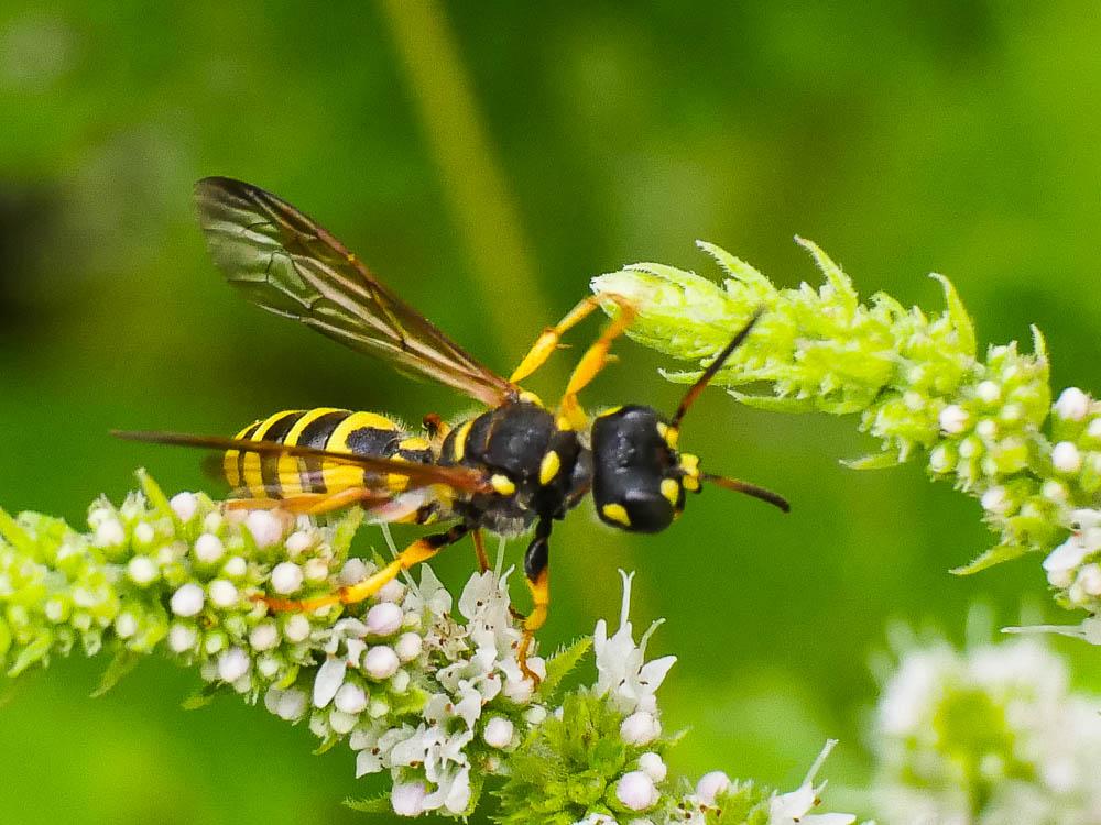Cerceris flavilabris (Fabricius, 1793)