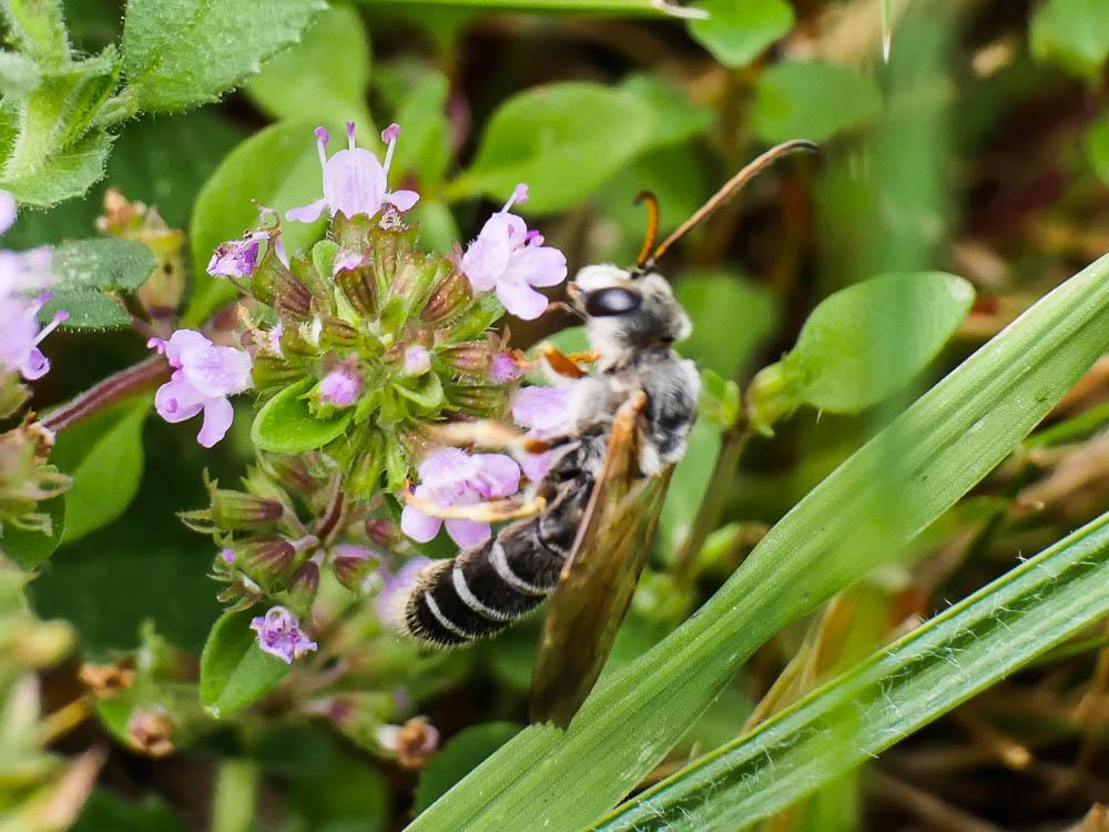  Halictus scabiosae (Rossi, 1790)