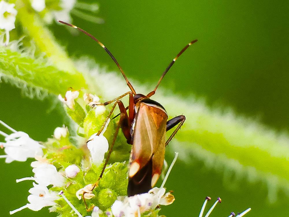  Adelphocoris vandalicus (Rossi, 1790)