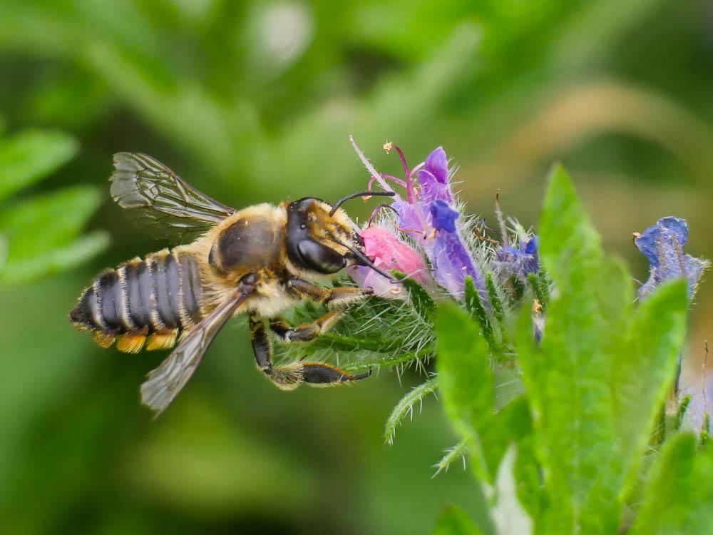 Mégachile du rosier, Abeille découpeuse Megachile centuncularis (Linnaeus, 1758)