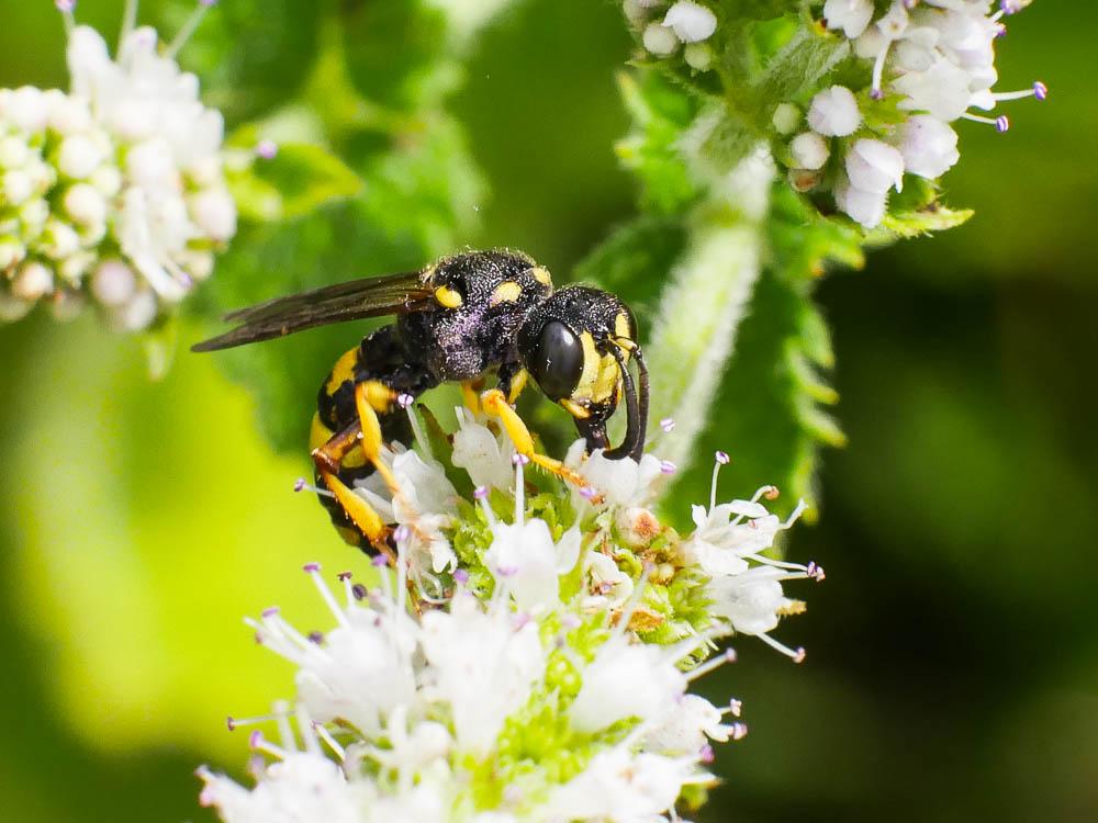 Cerceris rybyensis (Linnaeus, 1771)