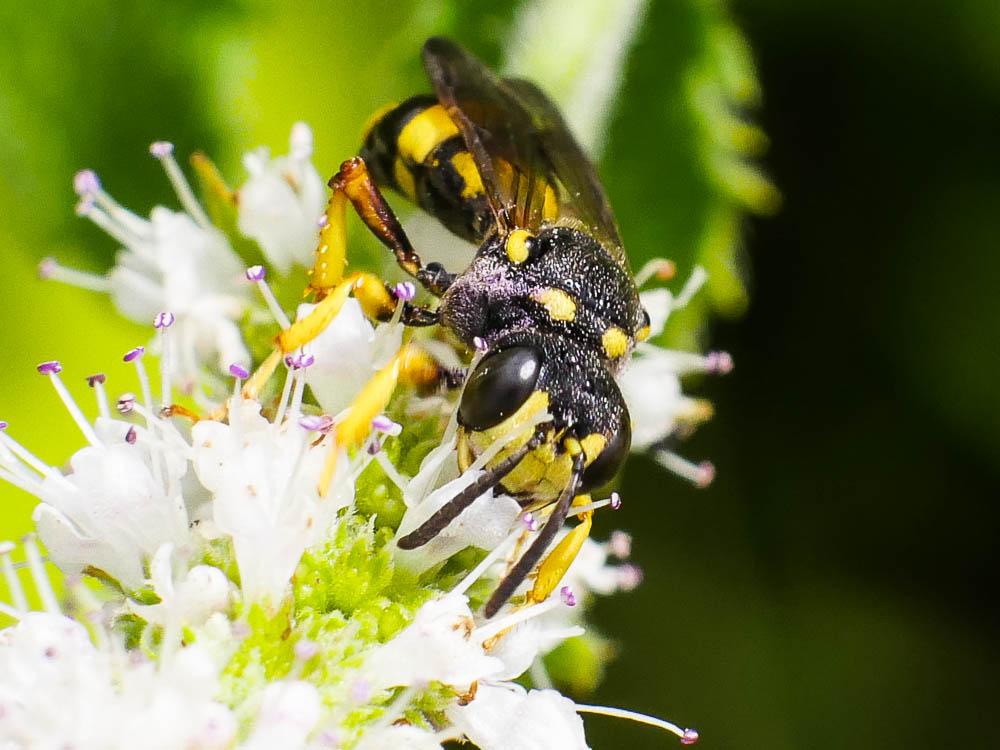 Le  Cerceris rybyensis (Linnaeus, 1771)