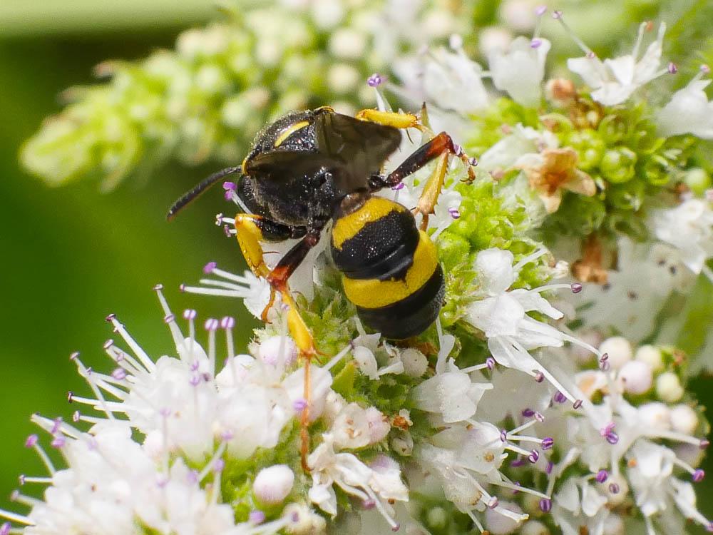  Cerceris rybyensis (Linnaeus, 1771)
