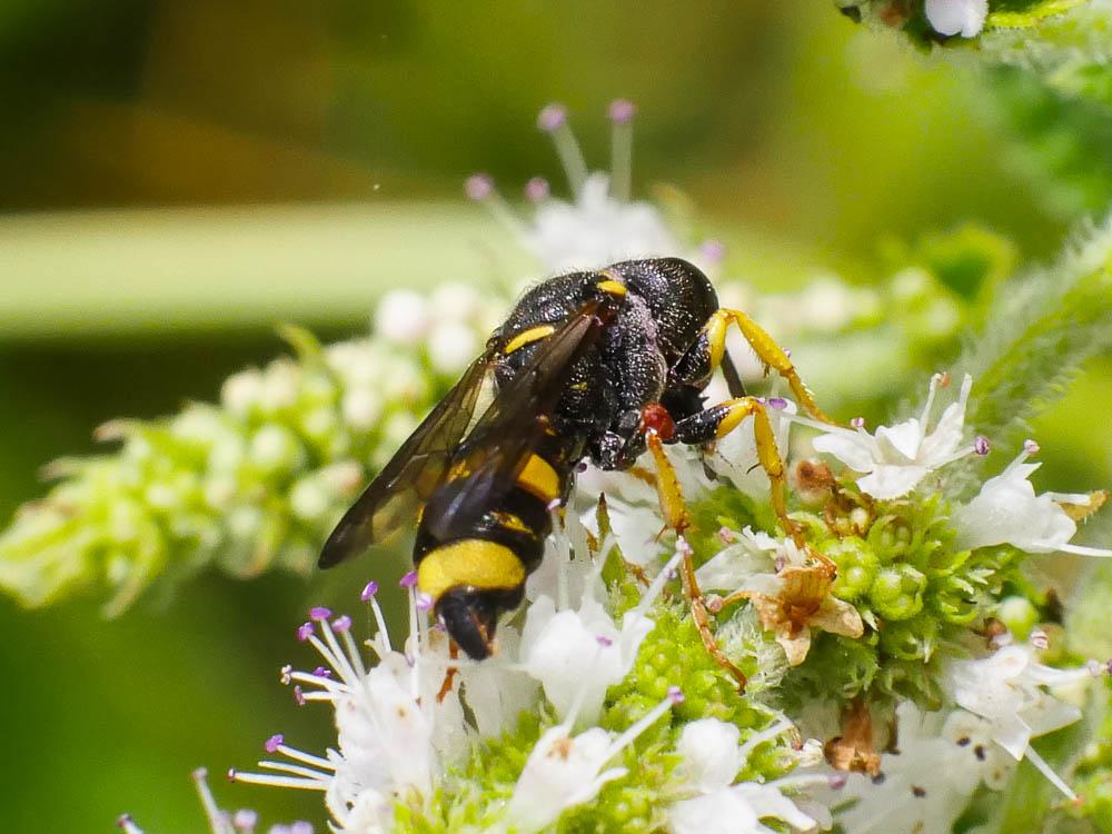 Cerceris rybyensis (Linnaeus, 1771)