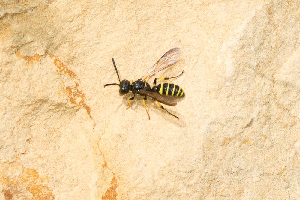 Cerceris quadricincta (Panzer, 1799)