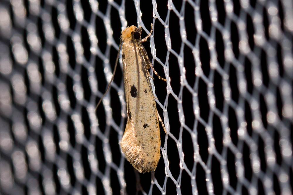  Tinea trinotella Thunberg, 1794