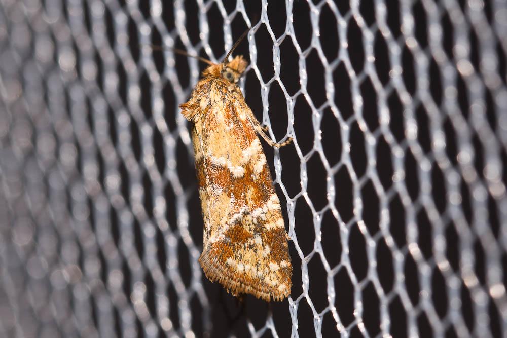  Aethes hartmanniana (Clerck, 1759)