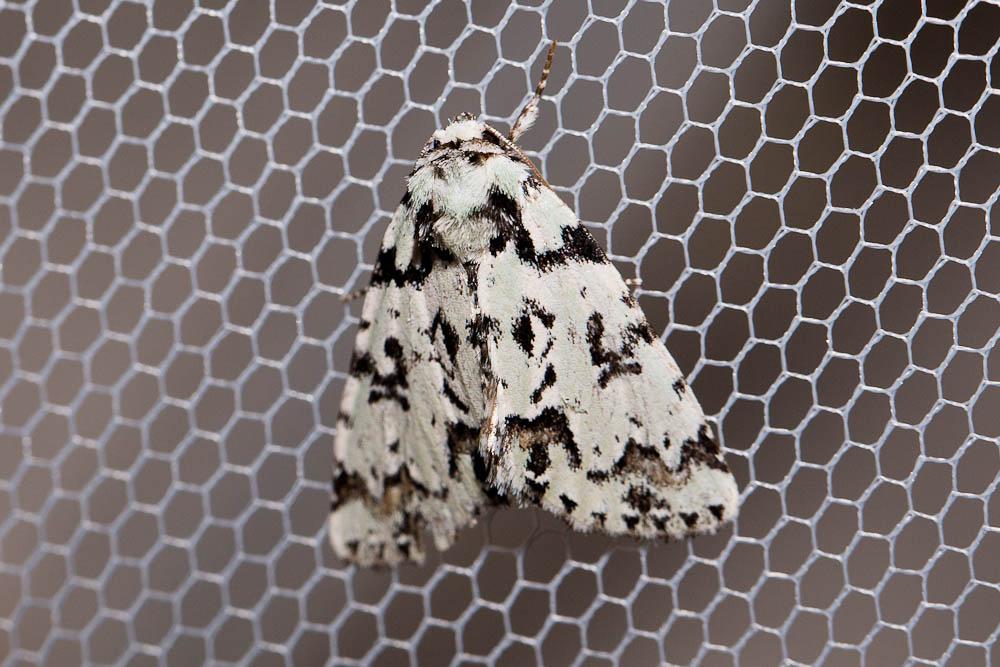 Avrilière (L') Moma alpium (Osbeck, 1778)
