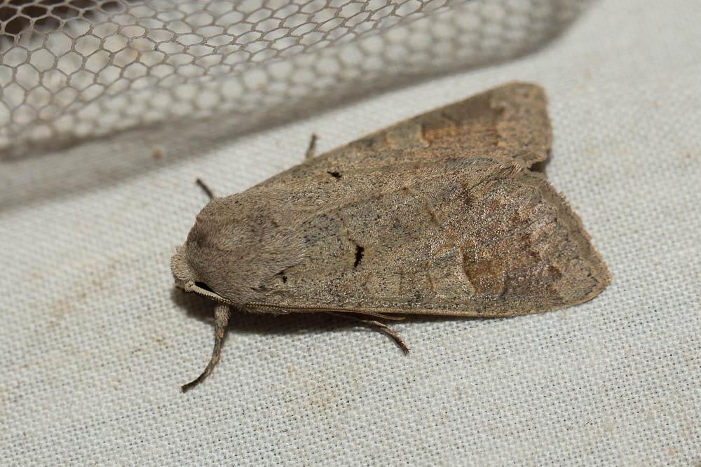Tache effacée (La), Noctuelle aveugle (La) Ammoconia caecimacula (Denis & Schiffermüller, 1775)
