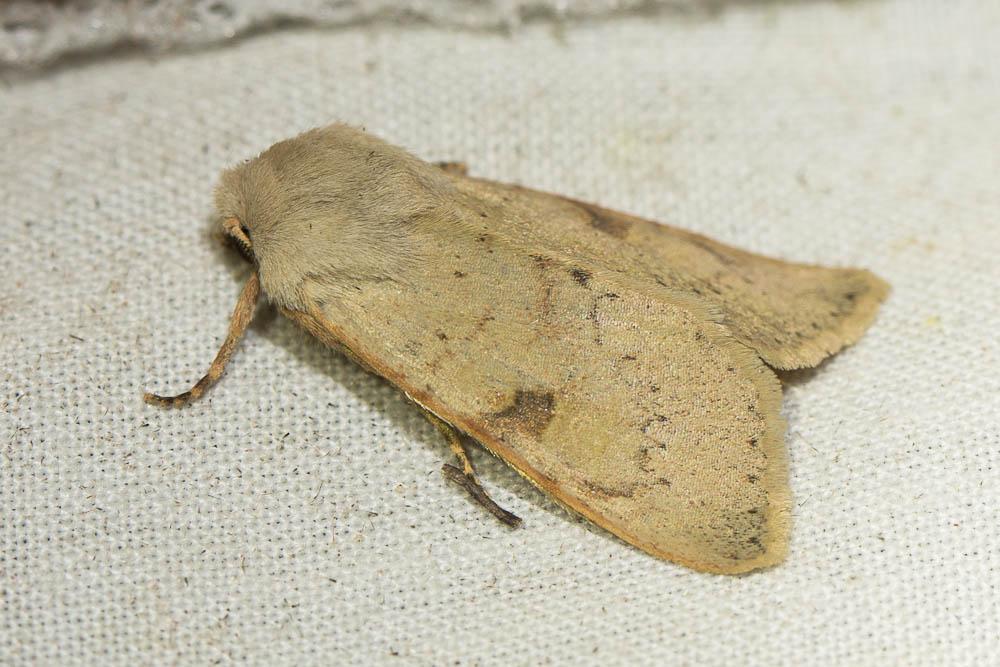  Ammopolia witzenmanni (Standfuss, 1890)
