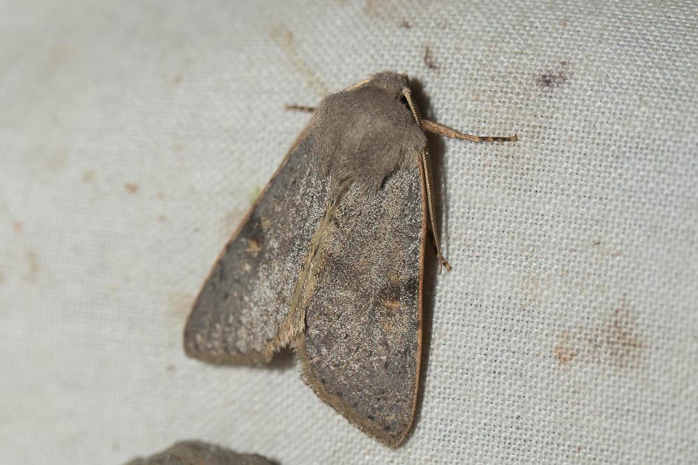  Ammopolia witzenmanni (Standfuss, 1890)