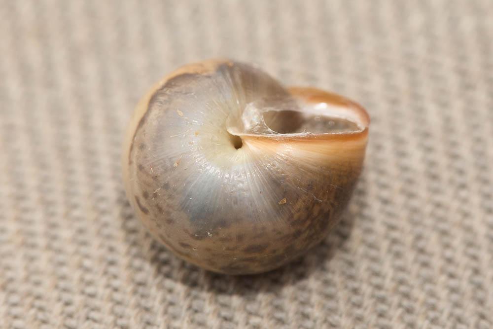 Petit moine Monacha cartusiana (O.F. Müller, 1774)